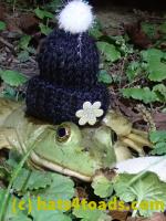 /home//u458753944/public_html/sourcegallery////////////////////////////Frogs/Bullfrogs 2020-09 Upper Merion/P9280714.JPG